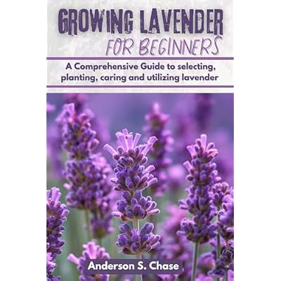 Growing Lavender For Beginners