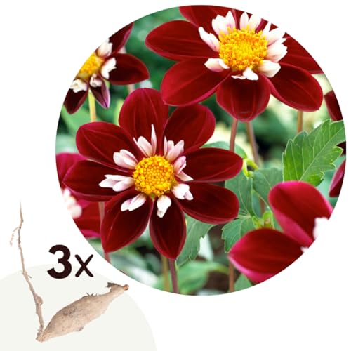 Plant in a Box - Dahlia 'Mary Evelyn' - juego de 3 - flores de verano - tubérculos de dalia - flores de jardín - Rojo/Blanco/Amarillo