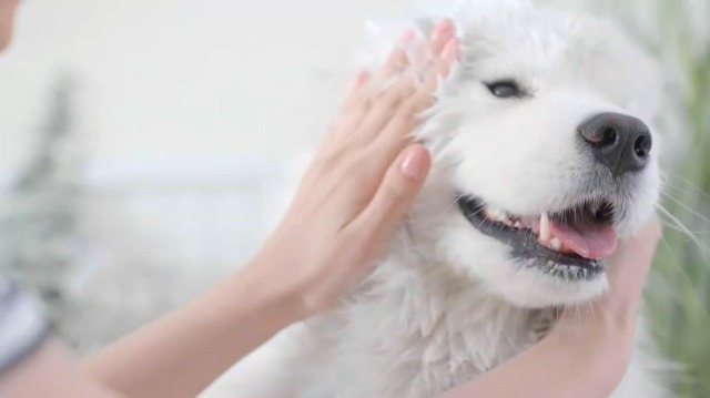 Bio-Groom Super Whitening Dog Shampoo - Whitening Pet Shampoo, Dog Bathing Supplies, Puppy Wash, Grooming Supplies, Cruelty-Free - 1 Gallon - image 7