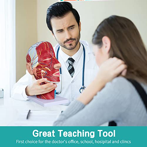 Image of Face Head Muscle Model - Human Half Head & Neck Anatomy Model Superficial Neurovascular Model with Musculature 1:1 Life Size Anatomical Median Section for Science Classroom Display Teaching