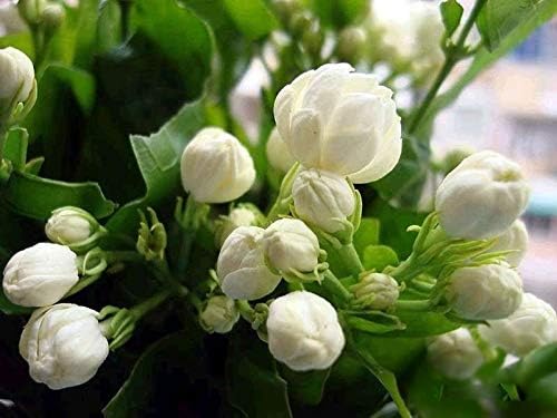 Plants Indoor Flowers Jasmine Villegas 30 Plant/Pack Balcony Potted Jasmine Flower Plant Easy to Plant Plant Seasons Sowing Flowers
