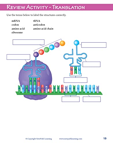Image of NewPath Learning 14-6777 Chromosomes, Genes and DNA Learning Guide (Pack of 10)