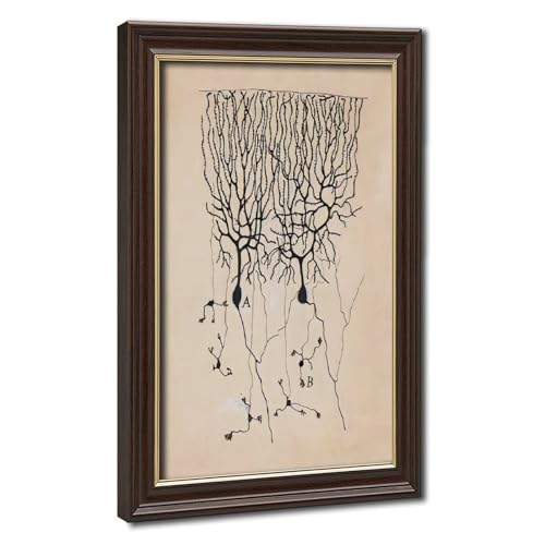 Dessin de neurones Ramon Y Cajal sur toile haut de gamme avec cadre suspendu en bois