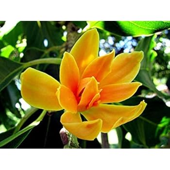 maliagarden live son champaka golden yellow flower plant magnolia champa tree fragnant flower 1 plant pack in pot amazon in garden outdoors magnolia champa tree
