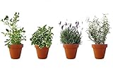 PACK AROMÁTICAS ESENCIA: 1 RUDA, 1 INCIENSO, 1 LAVANDA, 1 ROMERO RASTRERO. ¡¡¡ PLANTAS AROMÁTICAS ¡¡¡ altura: 30 cm cada una aproximado, contenedor 12-14 cm. ENVIOS SOLO PENINSULA
