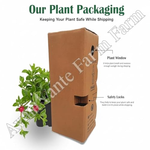 Image of Avante Farm 12 Months Red Grape Hybrid (grafted) Live Fruit Plant Original & Authentic Organic Tree For Outdoor Fast-growing Fruit Plant Home Gardens Sweet Healthy Plant Pack Of-1