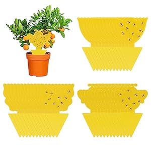 RISVOWO Fliegenfalle Gelbsticker, Fruchtfliegenfalle, Fliegen FäNger, Gelbtafeln für die Zimmerpflanzen SchäDlingsbekäMpfung, Obstfliegenfalle Gegen TrauermüCken, Nematoden, BlattläUse, Minierfliegen