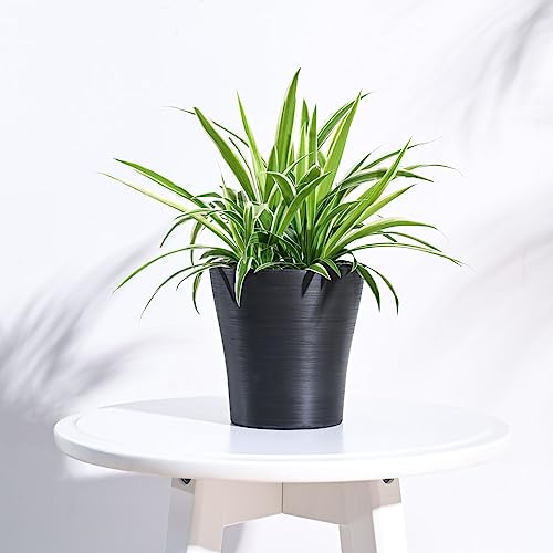 Image of UGAOO Rezer Tivoli Plastic Flower Pot (Diameter 4.7 Inches, Black) | Durable Planter for Home, Balcony, Garden & Patio | Indoor & Outdoor Use | Stylish Gamla for Living Room & Decor
