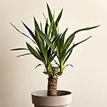 YouGarden Yucca elephantipes, Single Stem Houseplant in 11cm Pot, 45cm Tall and Ready to Display, Yucca Plant for Home or Office, Air Purifying House Plant in Pot