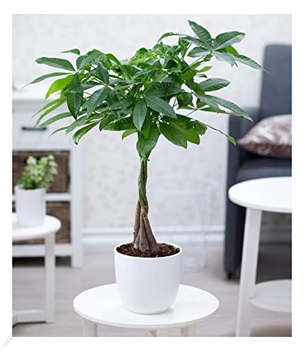 BALDUR Garten Pachira Aquatica ca. 60-70 cm hoch, 1 Pflanze, mit geflochtenem Stamm Rasierpinselbaum Glückskastanie, wilder Kakaobaum, Zimmerpflanze, Grünpflanze, mehrjährig - frostfrei halten