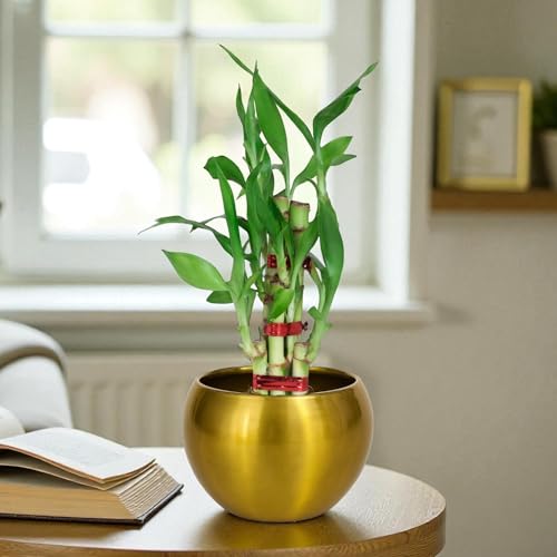 Image of Amulya FARMS Lucky Bamboo Mini 2 Layer Plant in Golden Metal Pot | Indoor Live Bamboo Plants for Home Decor, Living Room, Office, Desk Decoration | Vastu & Feng Shui Good Luck Plant