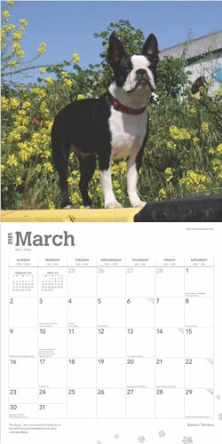 Boston Terriers | 2025 12 x 24 Inch Monthly Square Wall Calendar | Plastic-Free | BrownTrout | Animals Dog Breeds