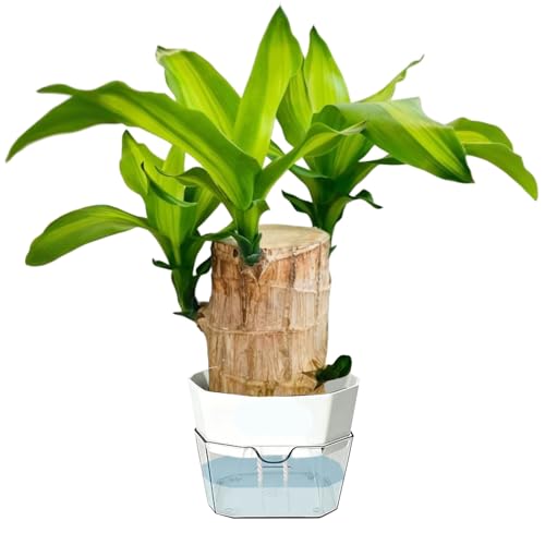Brazilian Wood Plant, Dracaena Lucky Wood Indoor Plant, Feng Shui Good Luck Plant, Easy Care Low Light House Plant for Home Office Desk Decor, Mini Tropical Potted Plant Gift Set