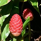 Hawaiian Awapuhi Shampoo Ginger Plant Rhizomes Starter Kit - 2 Rhizomes, Ideal for Cultivating Awapuhi Plant, Perfect Shampoo Ginger Rhizomes for Garden Enthusiasts and Beginners