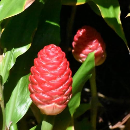 Hawaiian Awapuhi Shampoo Ginger Plant Rhizomes Starter Kit - 2 Rhizomes Ideal for Cultivating Awapuhi Plant Perfect Shampoo Ginger Rhizomes for Garden Enthusiasts and Beginners