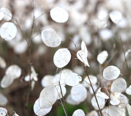 150 Seeds Lunaria - Money Plant Seeds - Marde Ross & Company