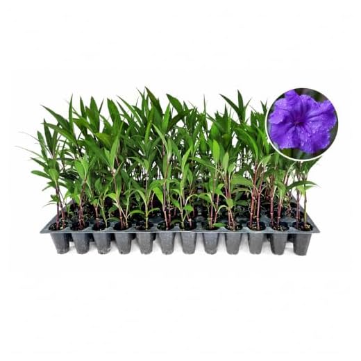 Vibrant Mexican Petunia Plants for Your Garden