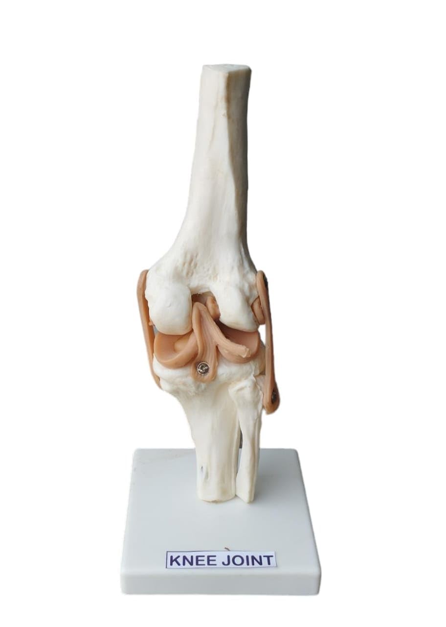 Human Knee Joint Model with Flexible Ligaments to Show Movement, Anatomically Accurate, Orthopedic Model, with Detailed Study Key Card (B0CY9C4QN1) Amazon Price History, Amazon Price Tracker