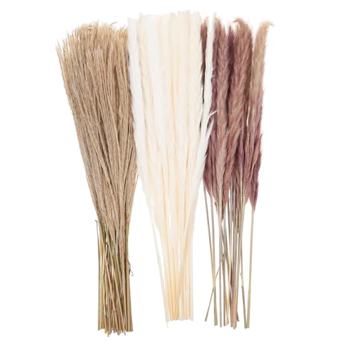 Alipis 240 Peças Flores De Junco Secas Enfeite De Dragão Cana Eterna Natural Decoração De Junco Pres