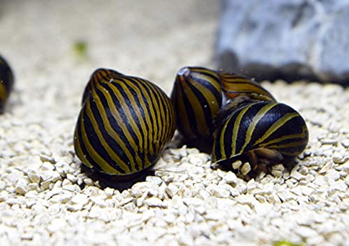 SevenSeaSupply 6 Nerite Snails Combo Pack - 3 Tiger Nerite Snails, 3 Zebra Nerite Snails - Live Snails