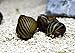 SevenSeaSupply 6 Nerite Snails Combo Pack - 3 Tiger Nerite Snails, 3 Zebra Nerite Snails - Live Snails