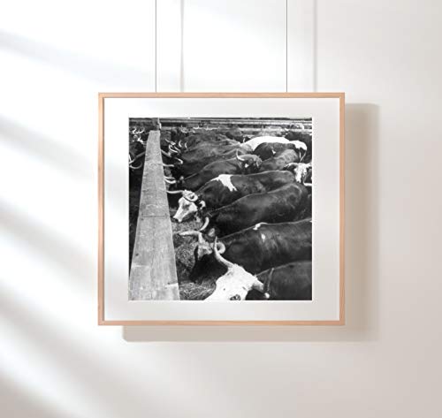 INFINITE PHOTOGRAPHS Photo: A lot of Sleek Steers - Food for All Continents,Stock Yards,Chicago - Thumbnail 2