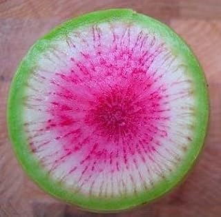 New Fresh 50pcs Green Watermelon Radish Fruit Seeds Generic