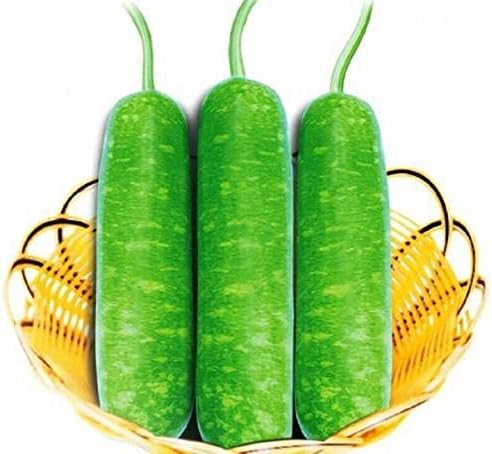 Miniatura 3 de The Rike Semillas de calabaza de botella larga, 30 semillas, semillas de calabash, calabaza de flores blancas, semillas Lauki Doodhi BAU TRAI Dai