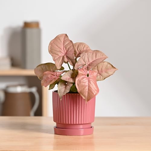 Image of UGAOO Roma Ceramic Flower Pot for Indoor Plants, 4 Inch - Magenta