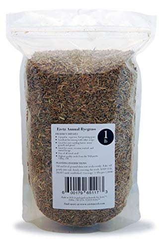 Annual Ryegrass Seed By Eretz - Willamette Valley, Oregon Grown. No Fillers, No Weed Or Other Crop Seeds (1Lb) #TOP4