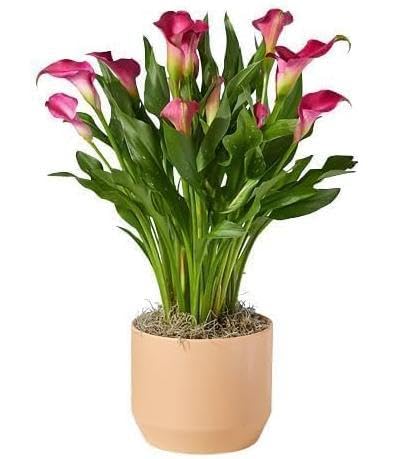 Pink Peace Lily (Spathiphyllum) Live Indoor Plant with Flower Pot For Home Office and Living Room-image-28