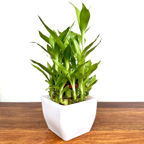 Image of Two layer lucky bamboo | For Living Room or Office table | indoor plants for good luck and air purification (Bamboo Plastic White Pot)