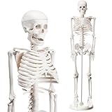 Briwooody Human Skeleton Model for Anatomy 33.4'' Model Half Size Human Skeleton with Base Movable Arms and Legs for Students and Teachers