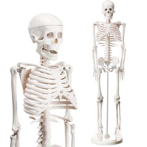Image of Briwooody Human Skeleton Model for Anatomy 33.4'' Model Half Size Human Skeleton with Base Movable Arms and Legs for Students and Teachers