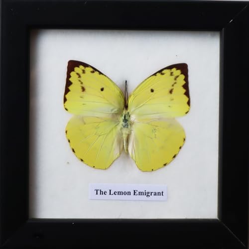 ThaiHonest Real Lemon Emigrant Butterfly Taxidermy Display - Exotic Insect Specimen for Home Decor and Collections with Wooden Frame