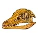 Archaeopteryx Skull (Actual Size) (Teaching Quality Recreation)