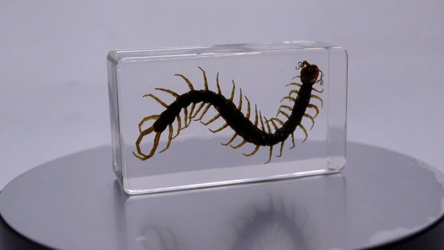 Image of 2.9 inch Real Black Centipede in Crystal Clear Lucite Resin Crafts Specimen Preserved Various Animal Insect Bug Taxidermy Collection for Biology Science Education & Desk Ornament Display Supplies