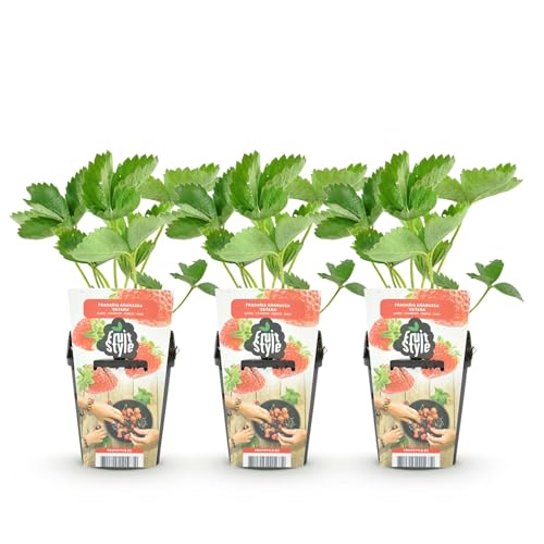 GreenboutiQ - Obstpflanzen - Erdbeere - Fragaria Elsanta - Winterhart - 3 Pflanzen - Topf 9 cm - Rote Erdbeere