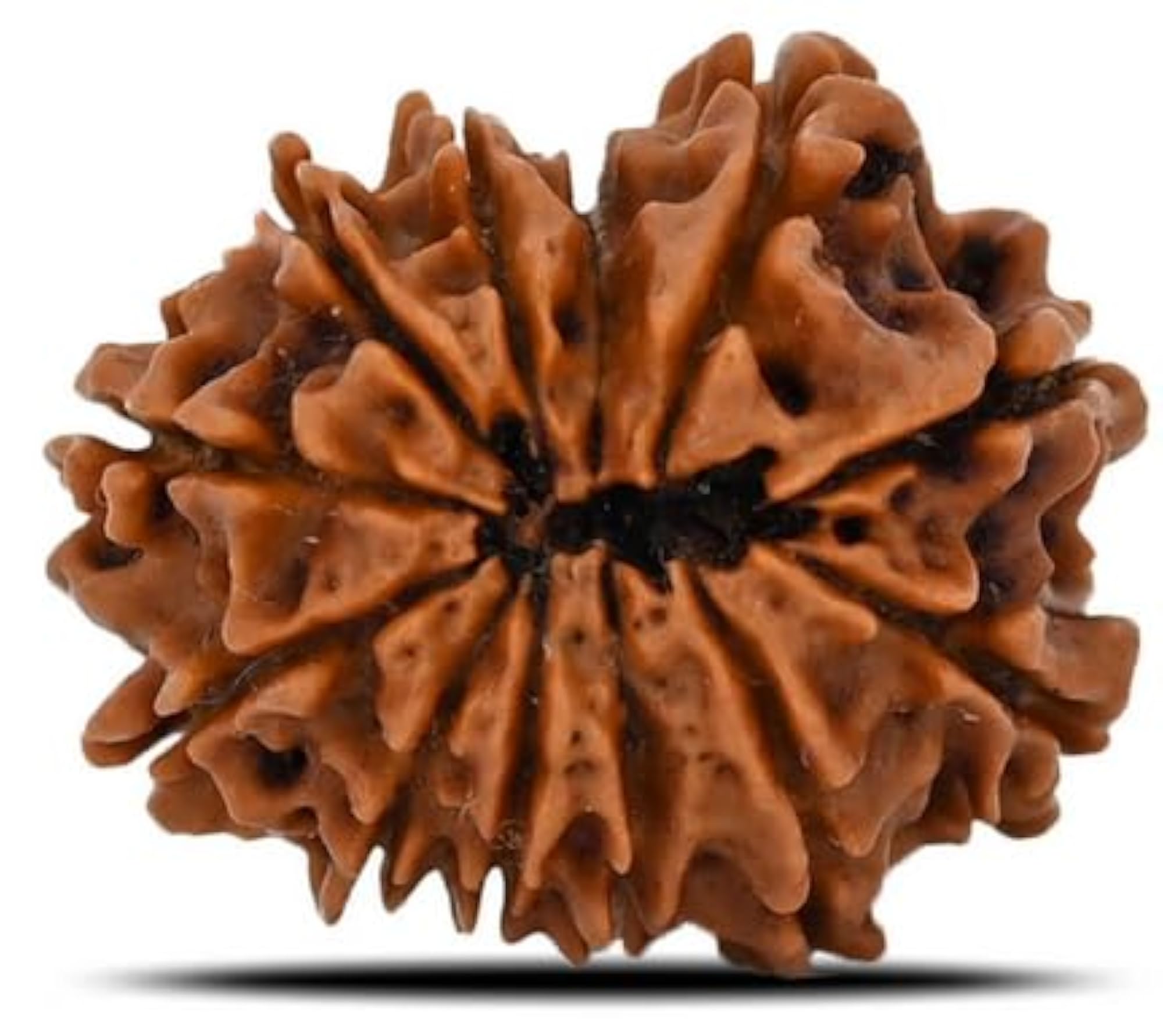 11 Mukhi Rudraksha Nepali Beads, IGL Lab Certified Pendant