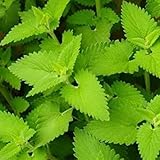 Semillas de hierba gatera (nepeta cataria) 200 + semillas