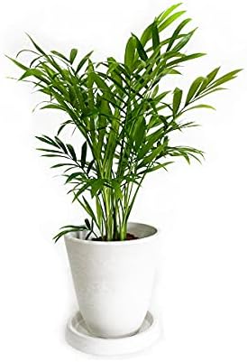 Amazon テーブルヤシ エレガンス ホワイト ボタニーポット植え 観葉植物 卓上 本物 チャメドレア インテリア 中型 オフィス デスク 観葉植物 オンライン通販