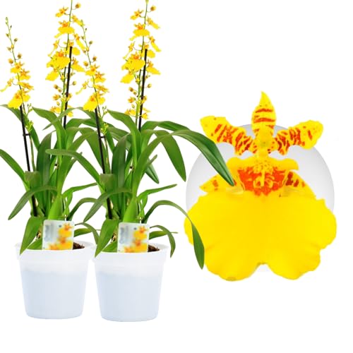 Orchideen Echte Pflanzen Oncidium Joost - 2 große Zimmerpflanzen aus...