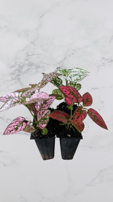 See full amazon price history chart for Om Nursery Plants Polka Dot Plant – Hypoestes Phyllostachya Live Nursery Garden Plant (Set of 3) Om Nursery Plants Polka Dot Plant – Hypoestes Phyllostachya Live Nursery Garden Plant (Set of 3) (B0CZ445VJN) Amazon Price History, Amazon Price Tracker