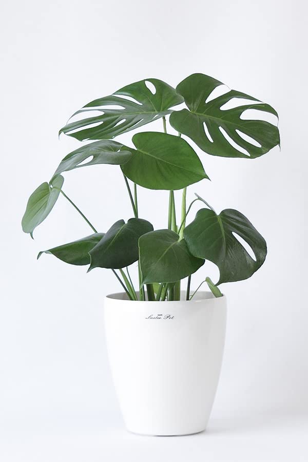 Amazon｜観葉植物 本物 8号+6号セット パキラ8号・モンステラ6号