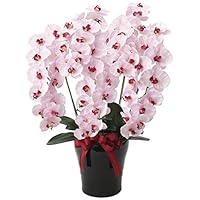 Amazon｜造花 胡蝶蘭『シティスタイル-ファレノ』光触媒(空気清浄