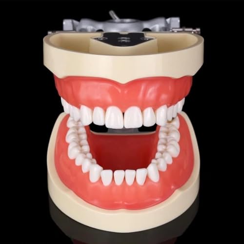 Generic - Modèle de typodont dentaire à 32 dents amovibles - Démonstration standard for adulte à des fins pédagogiques et de pratique des soins bucco-dentaires