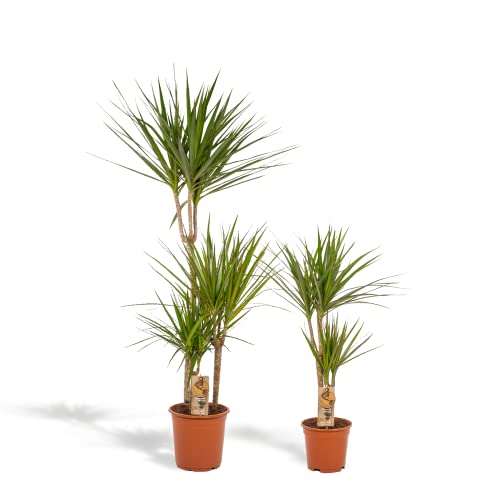 Set de plantas de interior tropicales - Dracaena 120cm + Dracaena 70cm - Plantas de interior fáciles - Palmeras tropicales - Purificador de aire - Recién salido del vivero Cover