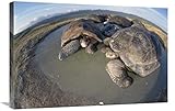  Global Gallery Volcan Alcedo Tartarughe giganti, Vulcano Alcedo, Isole Galapagos-Canvas Art-30\