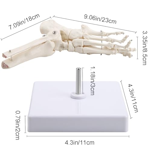 Image of Human Foot and Ankle Model Life Size Medical Anatomy Foot and Skeleton Model W /Tibia Fibula,Left,Fully Articulated for Medical Lectures & Science Study | W /Tibia Fibula,right,Fully Articulated for Medical Lectures ,Science Study and Decoration