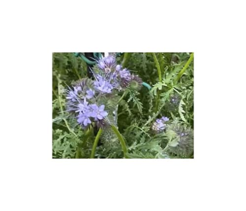 Engrais vert phacelia 1kg graines jardin pour attirer les pollinisateurs et aérer la terre